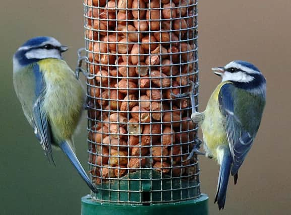 Blue tits feeding in a country garden in North Yorkshire