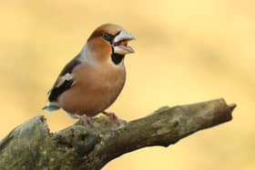 A hawfinch photographed by Robert E Fuller.