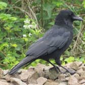 The formidable carrion crow.