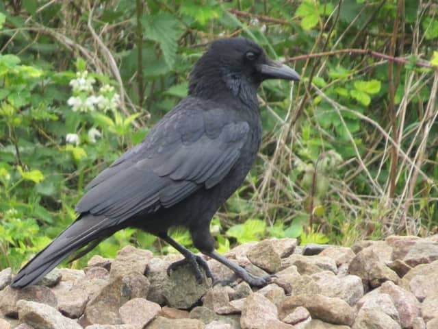 The formidable carrion crow.