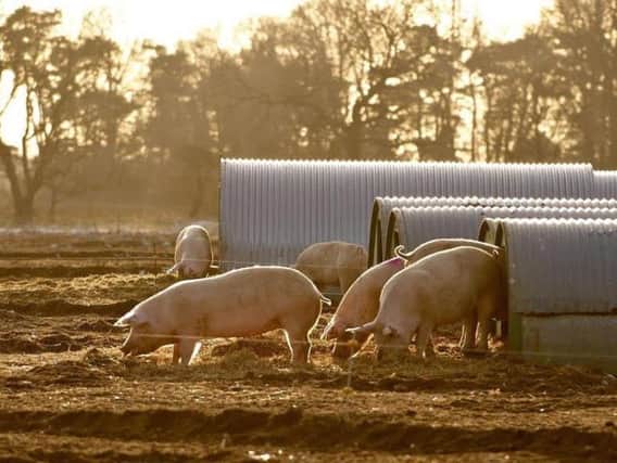 The UK pig price continued to ease back during the last three months of 2017