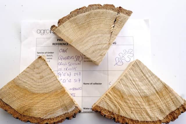 Samples of oak from across the US are being isotope tested at Agroisolab to combat the illegal timber trade. (Tony Bartholomew).