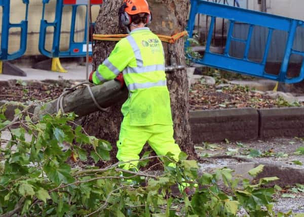Tree felling on Shedlon Road, Nether Edge, as Sheffield Council's contract with Amey continues to cause controversy.