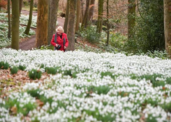 Experts have said that snowdrops, the blooms that signal the end of winter is coming, have arrived around a week early this year. Ben Birchall/PA Wire