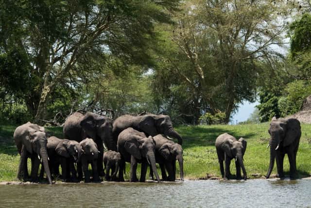An elephant herd drinking in Liwonde National Park.  PA Photo/Sarah Marshall.