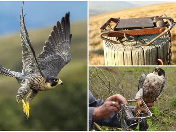 Operation Owl aims to reduce the level of raptor persecution in North Yorkshire, where birds of prey continue to be trapped, poisoned and shot.