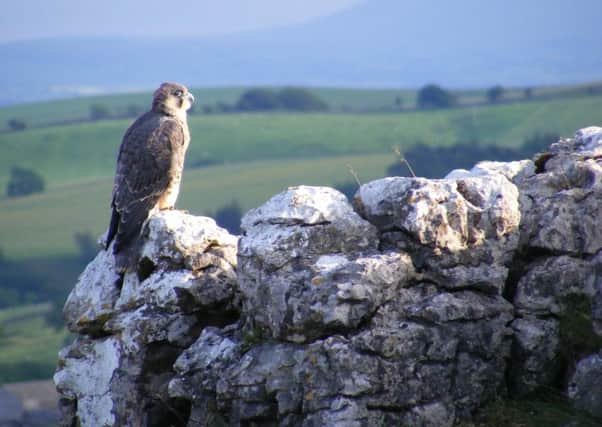 One of Malham's peregrine residents. Picture by Joe Cuthbert.
