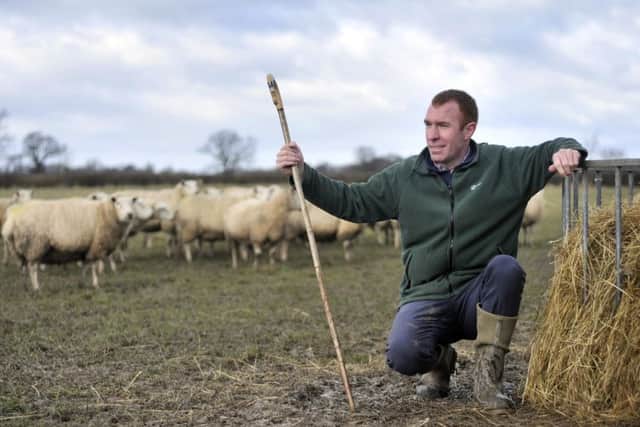 Sean Wisher surveys his flock of sheep.