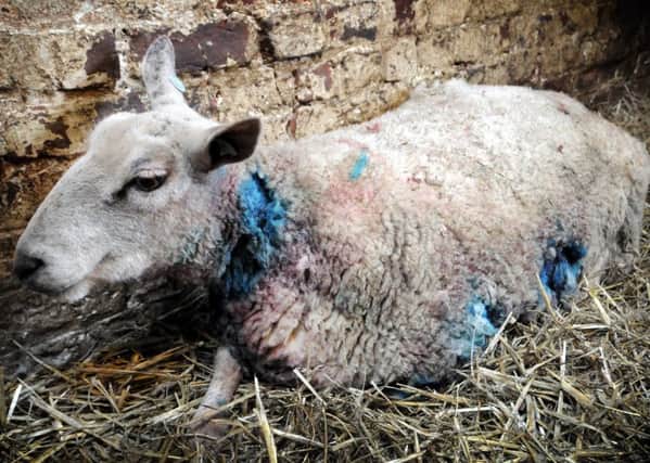 Police want powers to effectively deal with attacks on sheep and other livestock. Picture by Kevin Allen.