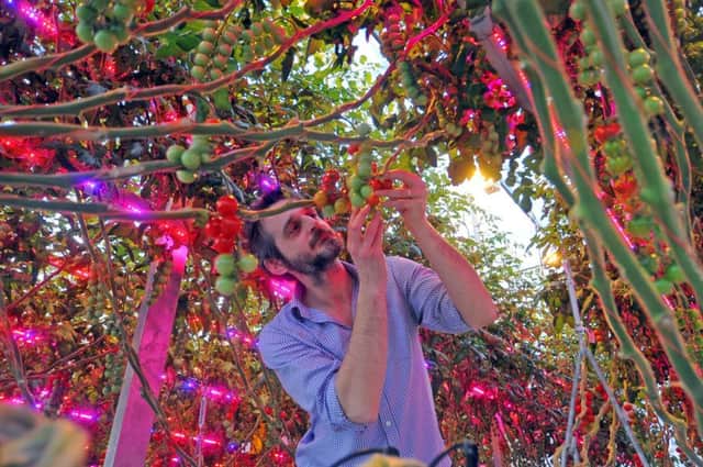 Dr David George with tomatoes grown using LED lighting at Stockbridge near Cawood.  Picture by Tony Johnson