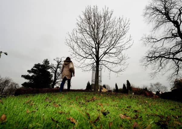 The Barkston Ash tree from which the village of Barkston Ash, near Leeds, in North Yorkshire, takes its name. Picture by John Giles/PA Wire.