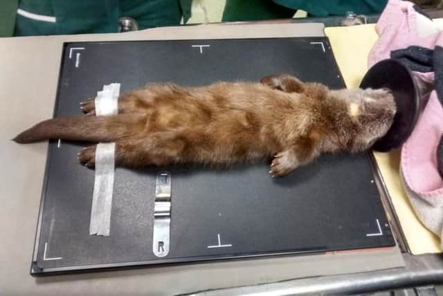 The injured otter found on the A64