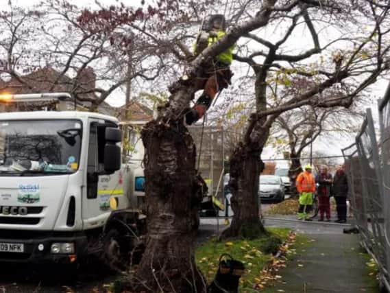 Tree felling to set to resume in Sheffield