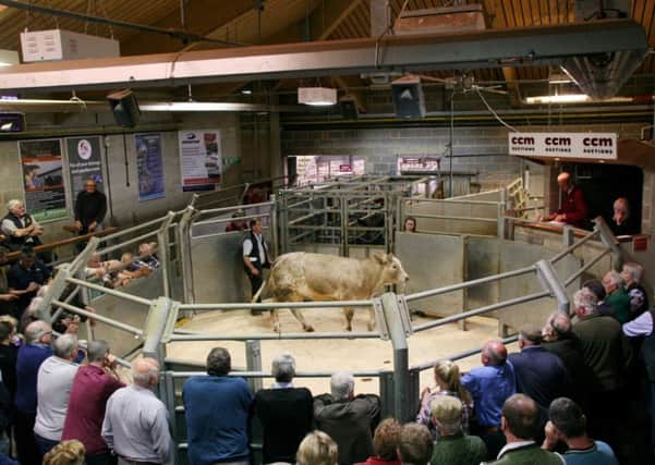 Skipton Auction Mart, where CCM are investing heavily in new facilities.