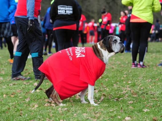 A dog gets into the fundraising spirit