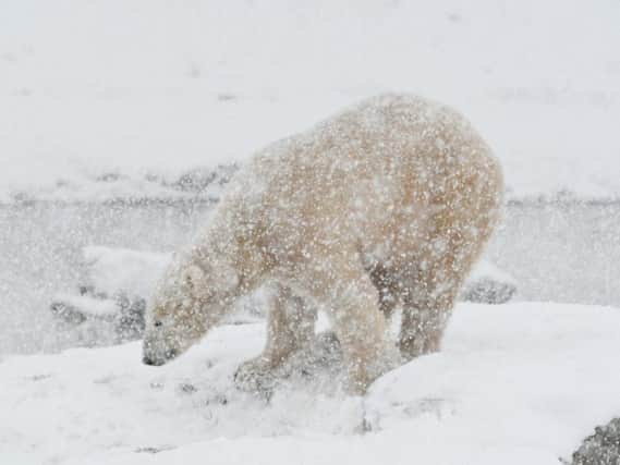 Polar bears are revelling in the snow at Yorkshire Wildlife Park