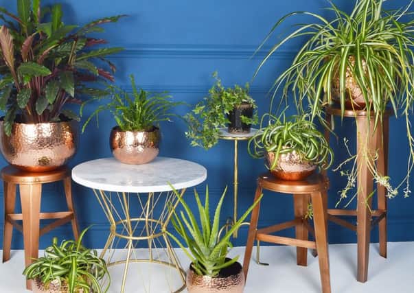 Houseplants are good for your health. Plant pots by www.audenza.com