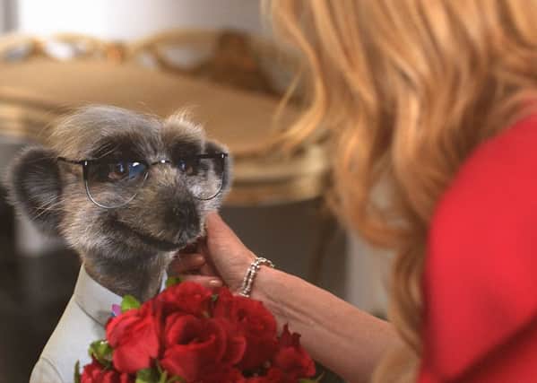 Sergei the meerkat dates Nicole Kidman in an advert for Comparethemarket.com - but the advice is to shop around
