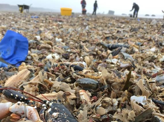 A stranded lobster