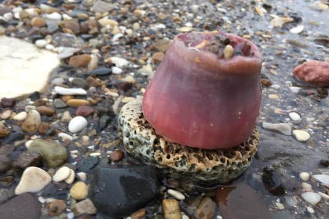 A range of sea creatures have been tossed ashore
