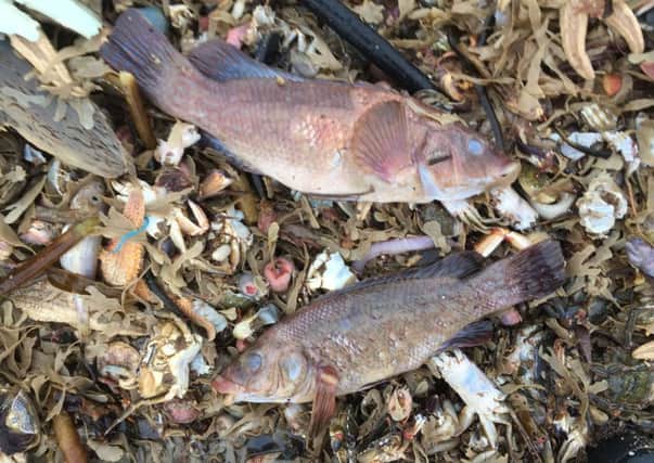 Dead sea creatures washed up on the Holderness Coast