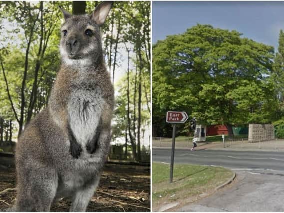 A wallaby is believed to have been shot by an intruder at the animal education centre in East Park, Hull.