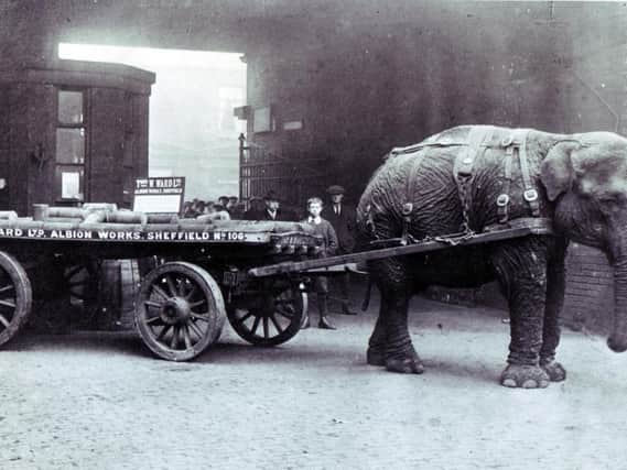 Lizzie the elephant