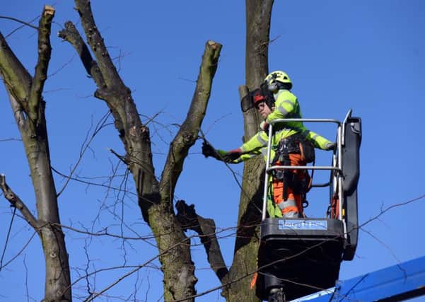 Tree-felling work in Kenwood Road, Sheffield, amid protests on the ground.