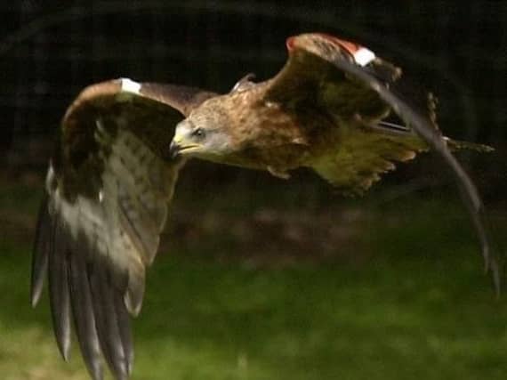 A Red Kite.