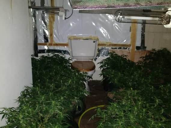 A cannabis factory has been discovered in the Page Hall/Grimesthorpe area of the city. Picture: South Yorkshire Police