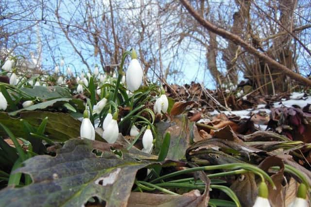 Snowdrops: Signs that spring is here