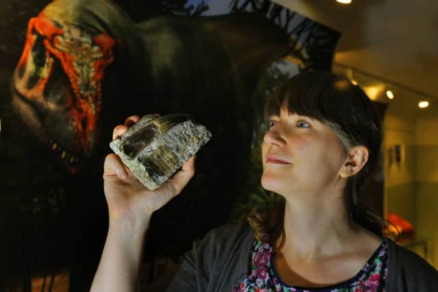 Sarah King Curator of Natural Science at the Yorkshire Museum  with a  Megalosaur tooth around 170 million years old.