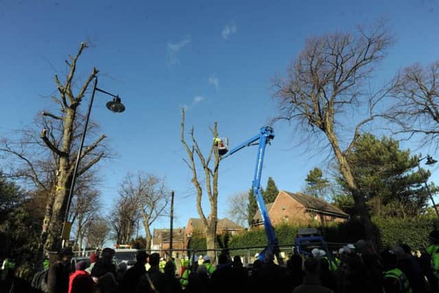 Thousands of trees are being removed in the city and replaced with saplings.