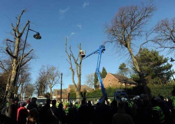 The scene in Kenwood Road, Sheffield, as tree-felling work takes place.