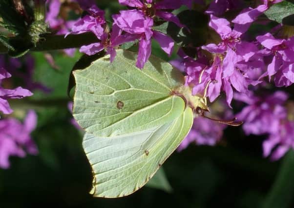 A brimstone butterfly. Picture by Nick Edge/ Butterfly Conservation/PA Wire.