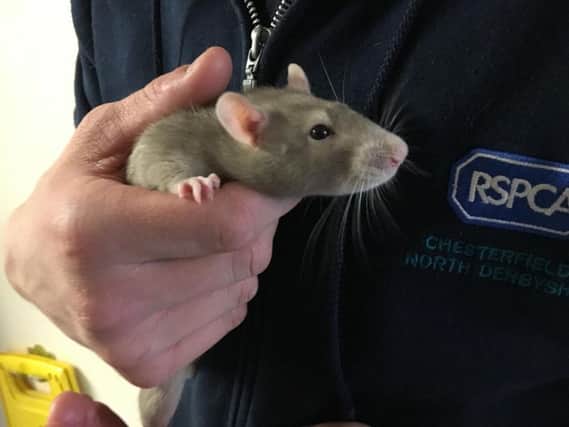 The rat that has been nicknamed Midge.