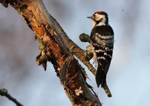 A lesser spotted woodpecker, photographed by Stefan Johansson.