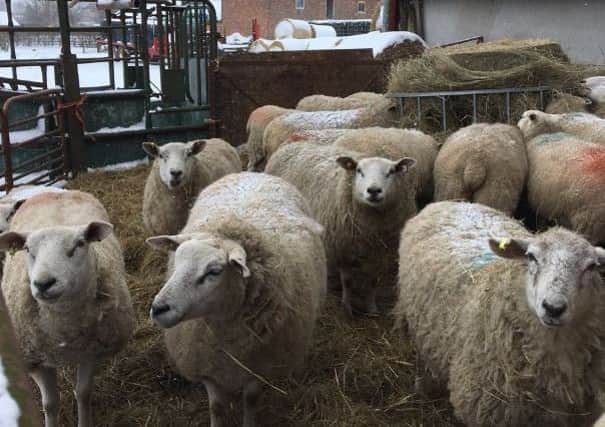 Yorkshire vet Julian Norton faced another trip in the snow at lambing time.