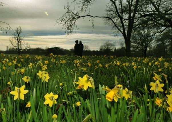 Daffodils are starting to flower- a sure sign that peak selling selling season is on the way.