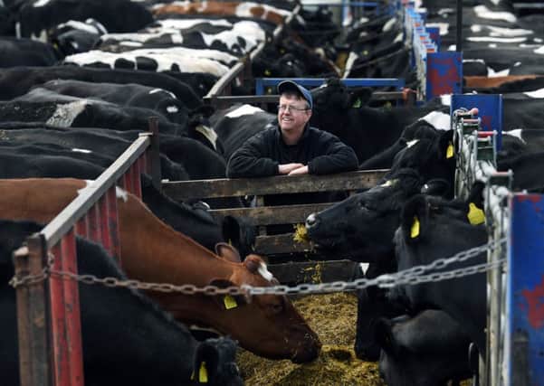 Sam Howarth, surrounded by his Friesians at Wilton, near Pickering.