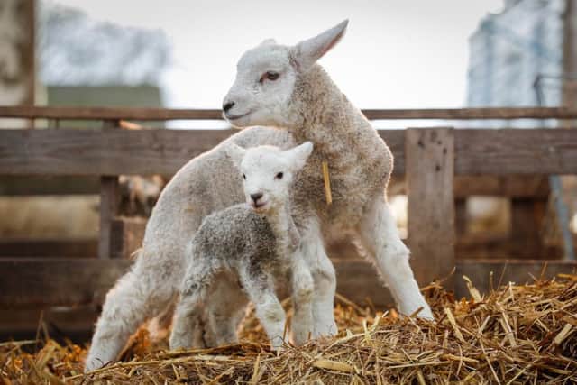 Billy one of the UK's largest lambs ever born, weighing in at 11.2kg alongside a lamb of the same age. Picture: SWNS