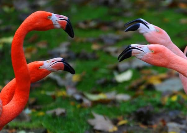 Photo Essay..........  Lotherton Hall Bird Garden. Greater Flamingo.
Contact :  Pete Quince  07891 270847
24th November 2016.
Picture : Jonathan Gawthorpe