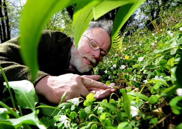 Yorkshire foraging expert Chris Bax searching looking at wild sorrel in woods near Knaresborough. Picture by James Hardisty.