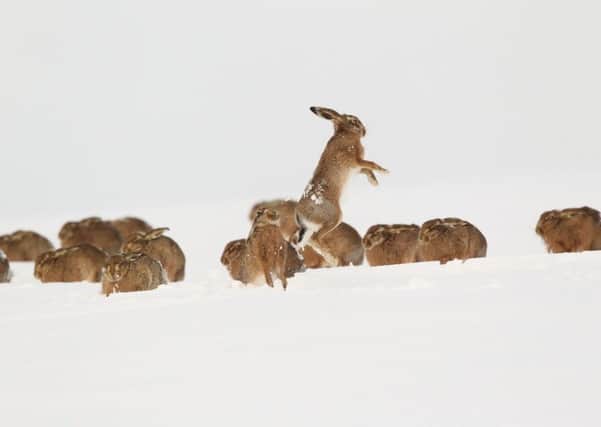 Hard work in snowy conditions paid off for Robert Fuller as he photographed hares boxing.
