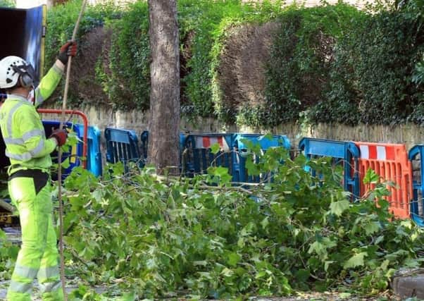 The tree-felling saga in Sheffield has caused controversy. But which trees should we be planting? (JPress).