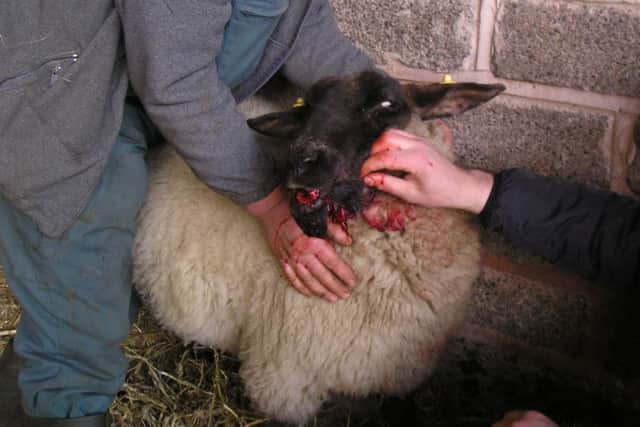 The aftermath of another sheep attack by dog.