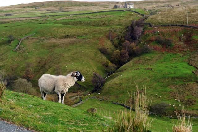 According to Defra, 14 percent of upland grazing farms make a loss. Picture by Jonathan Gawthorpe.