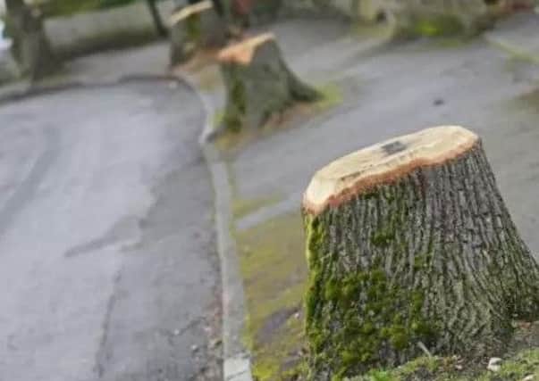 Sheffield Council has 'paused' its tree-felling programme.