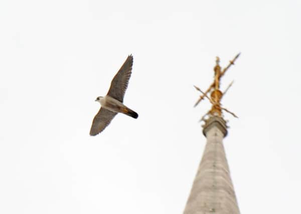 Peregrine falcons are known to nest in town and city centres in Yorkshire.