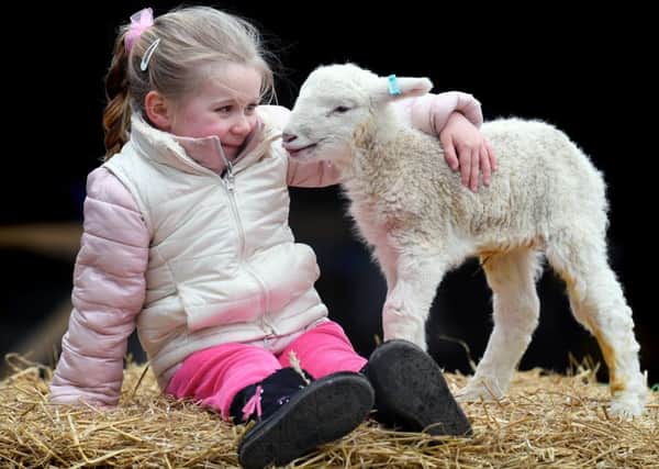 Photo essay.........  New arrivals at Home Farm, Temple Newsam. Pictured three-year-old Ellie Marshall from Scholes.
16th March 2018.